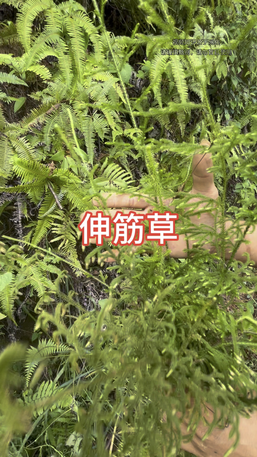 一棵看似平凡,却有大能量的植物,伸筋草