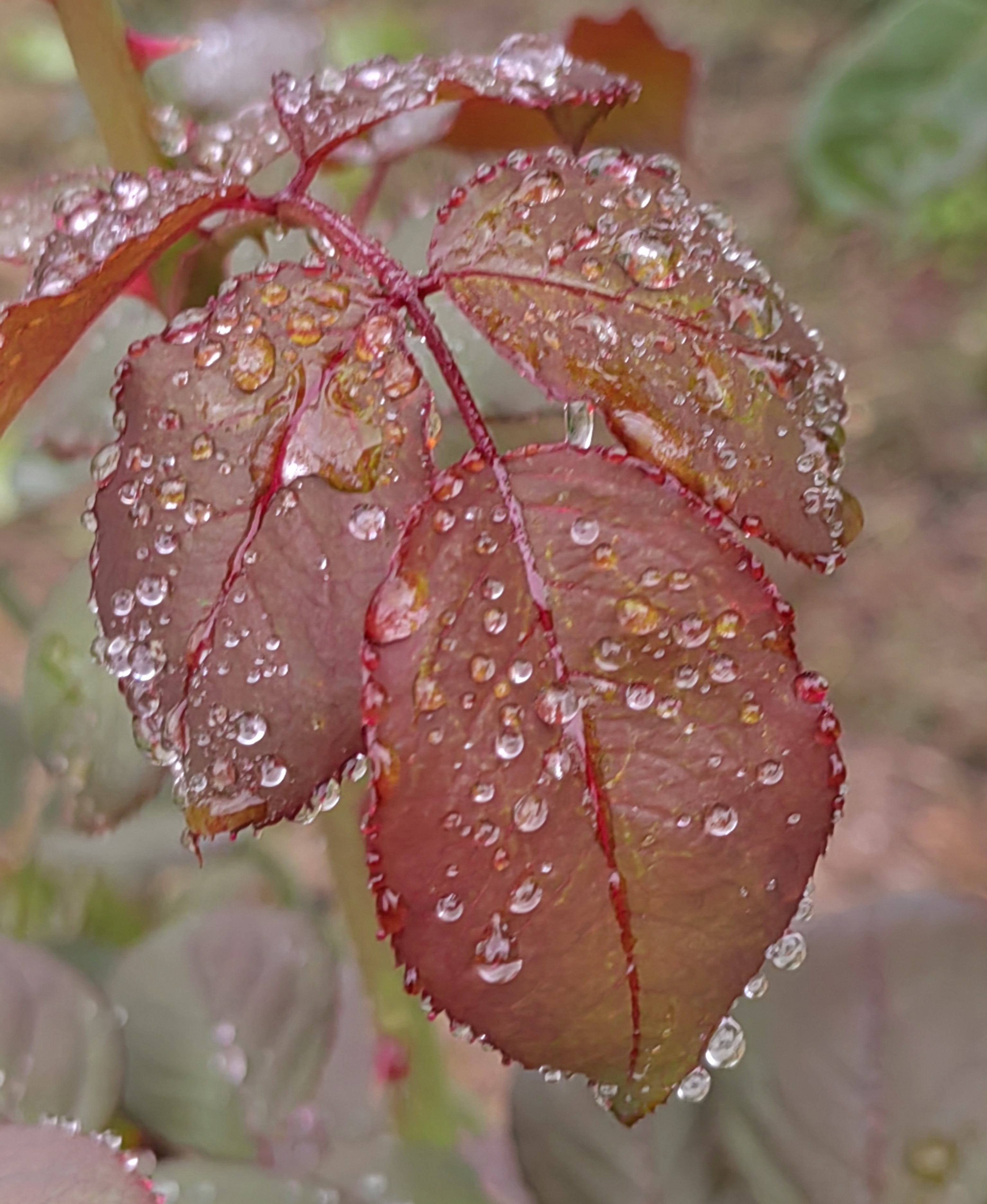 雨中的彩色树叶