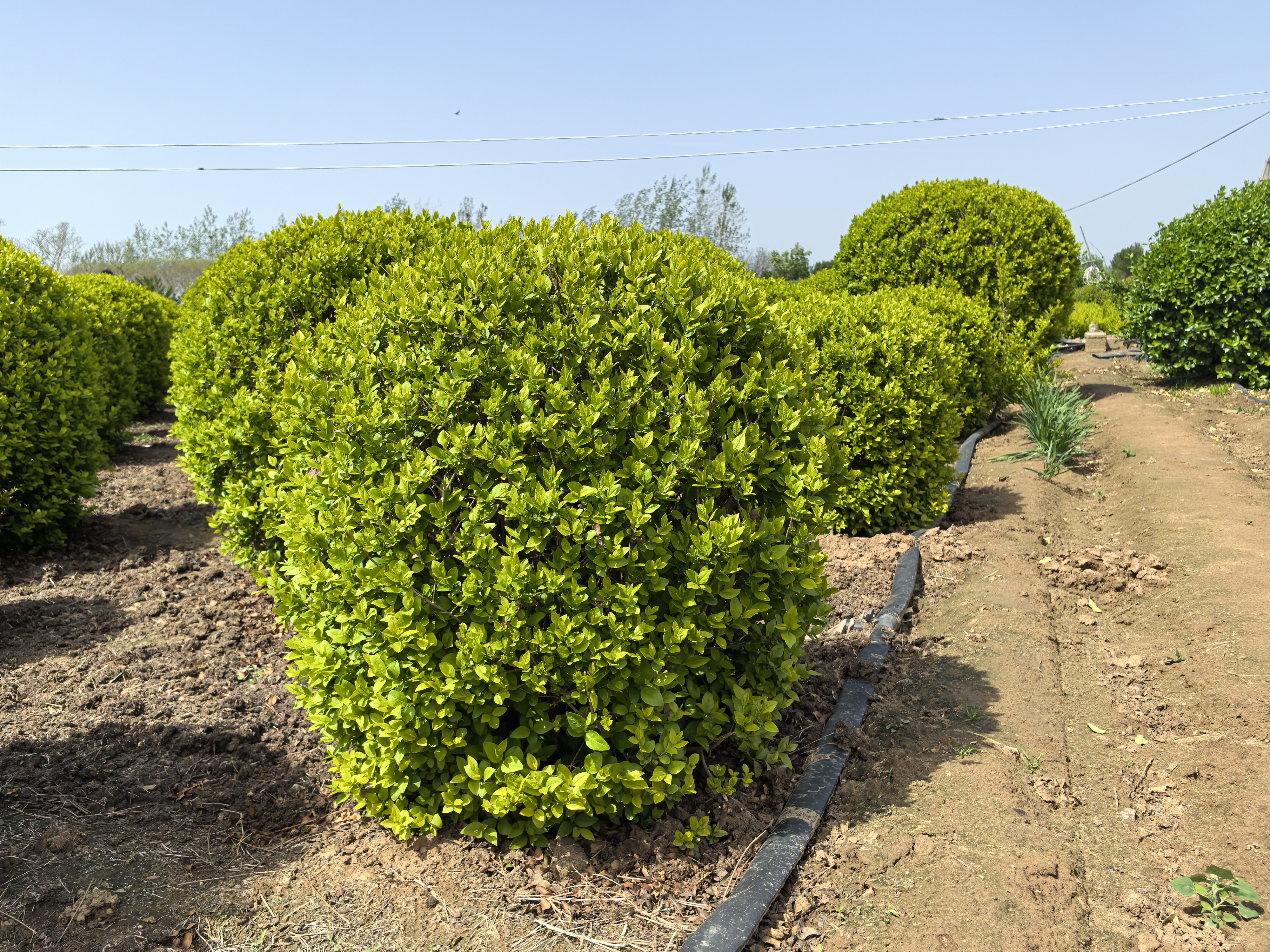 金叶女贞球是木犀科女贞属的落叶灌木,由金边卵叶女贞和欧洲女贞杂交