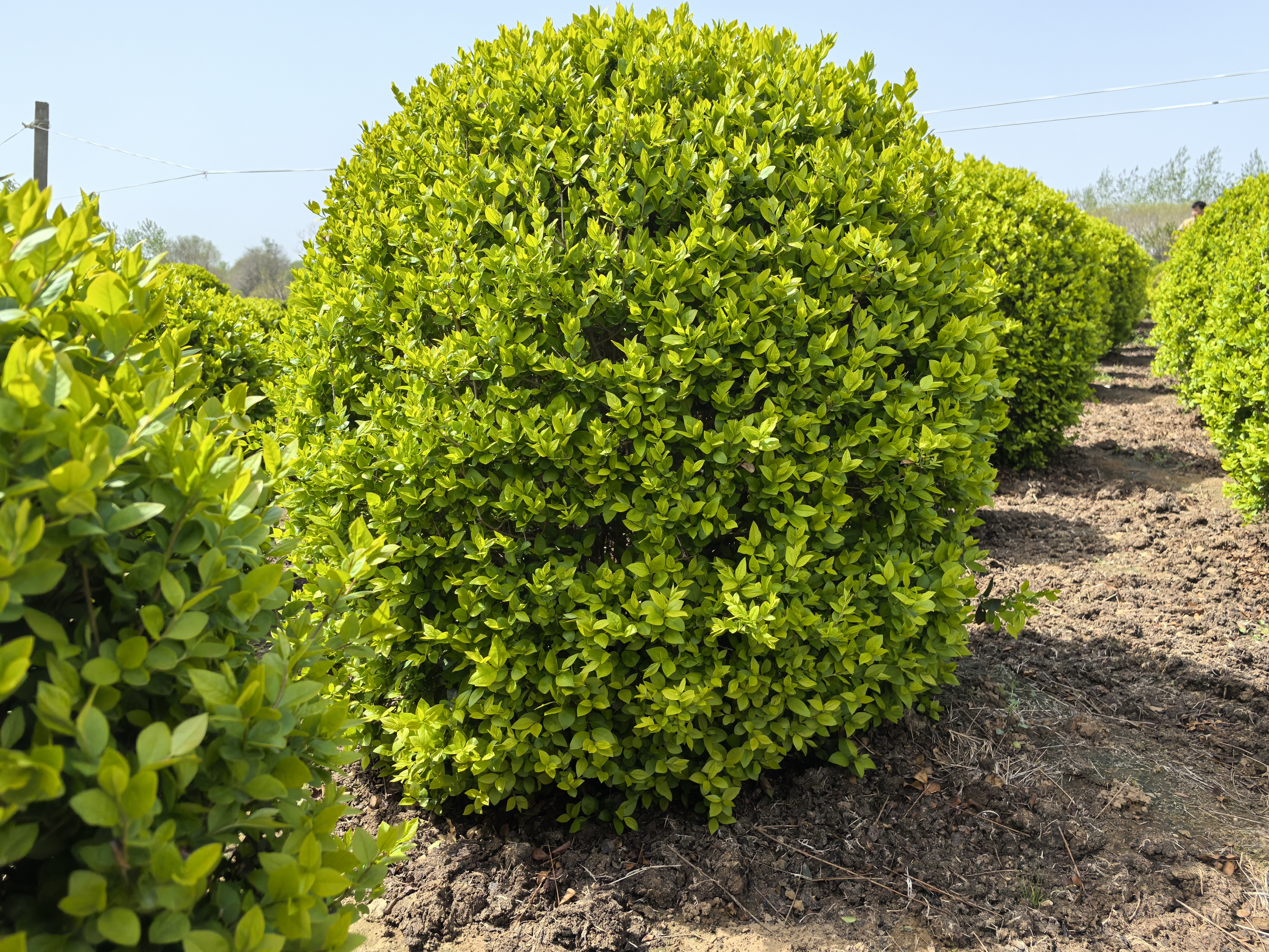 金叶女贞球是木犀科女贞属的落叶灌木,由金边卵叶女贞和欧洲女贞杂交