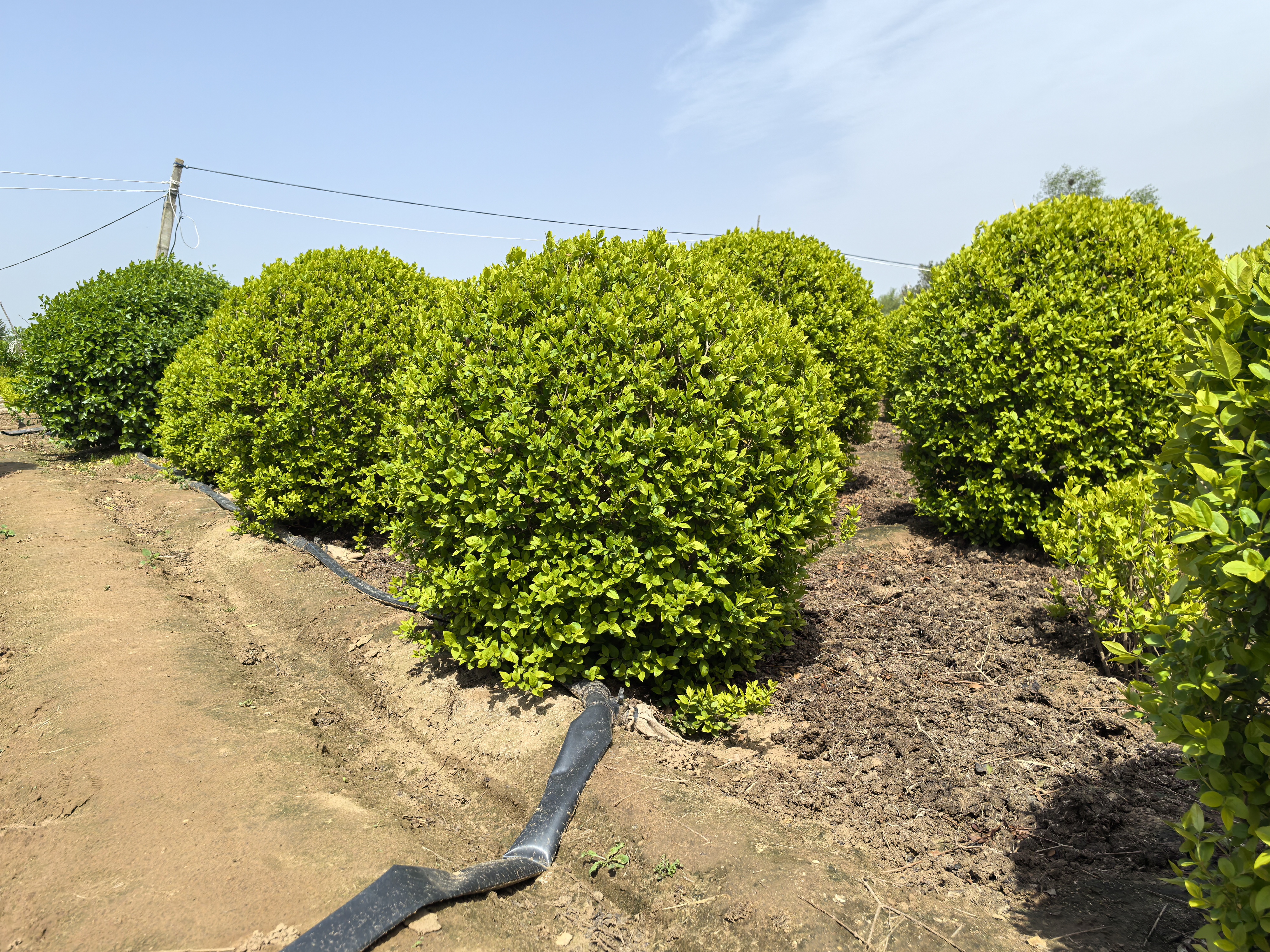 金叶女贞球是木犀科女贞属的落叶灌木,由金边卵叶女贞和欧洲女贞杂交