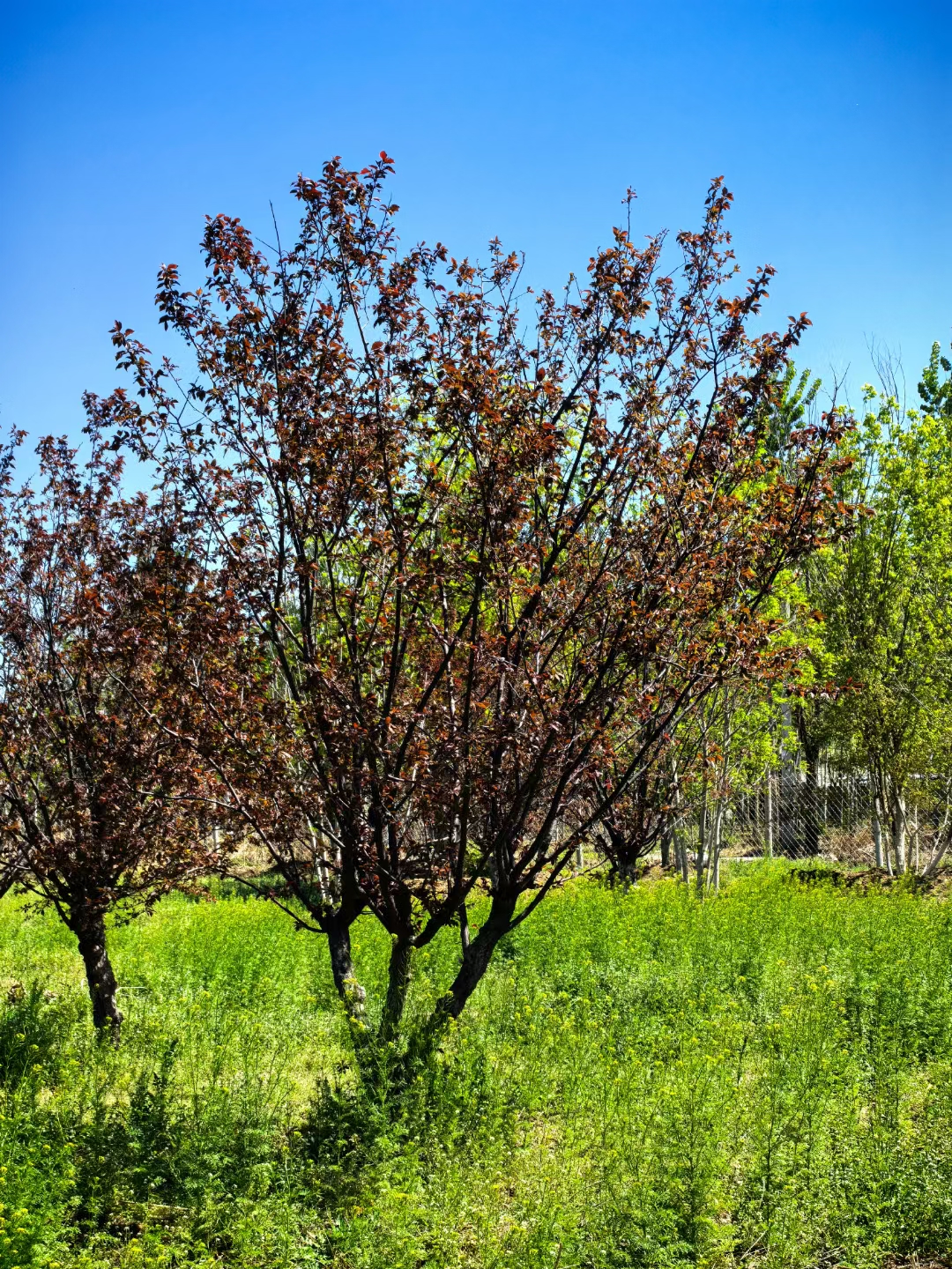 美人梅是蔷薇科李属的落叶小乔木,由重瓣粉型梅花与红叶李杂交而成