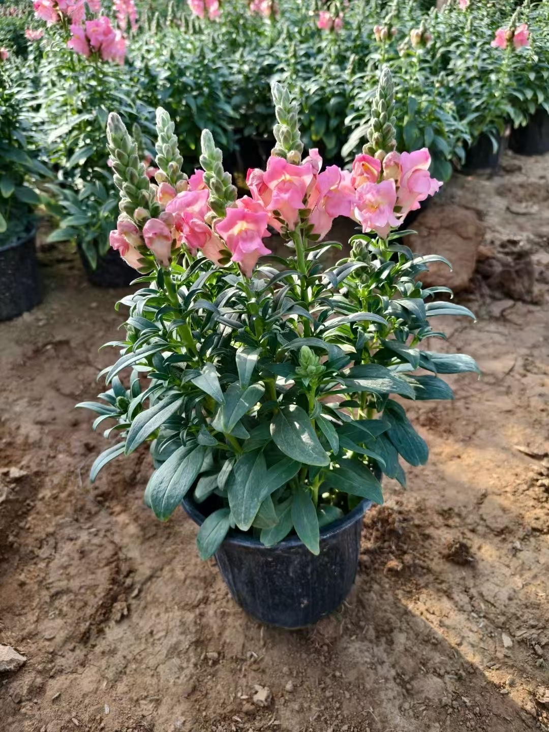 金鱼草,又名龙头花,狮子花,是车前科金鱼草属多年生草本植物