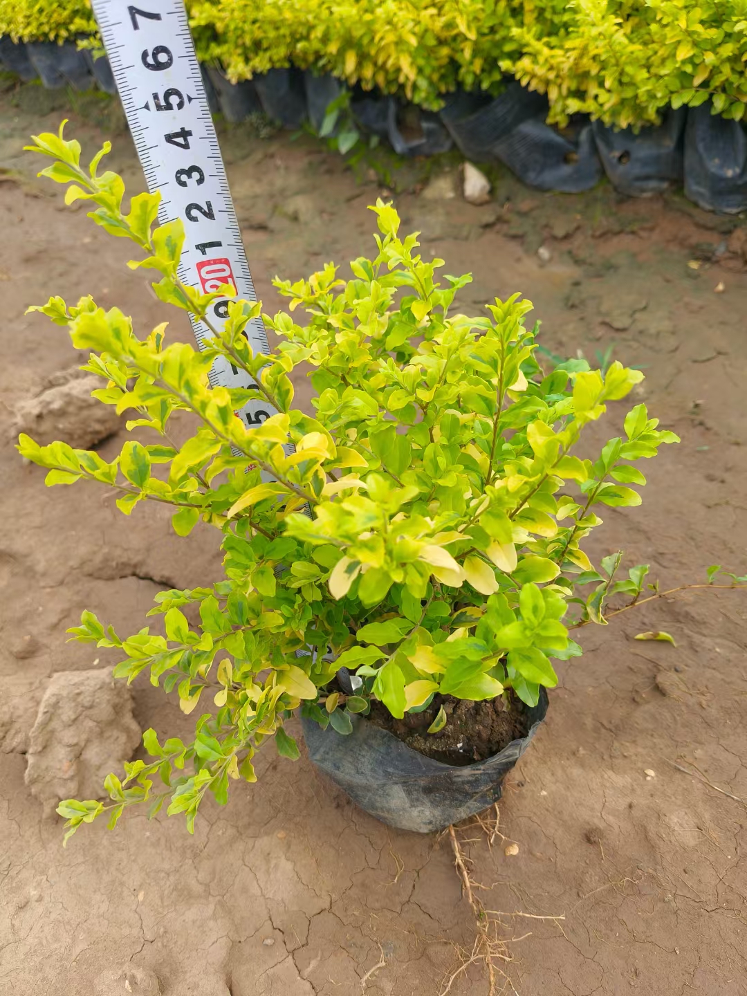 金叶女贞是木犀科女贞属半常绿小灌木