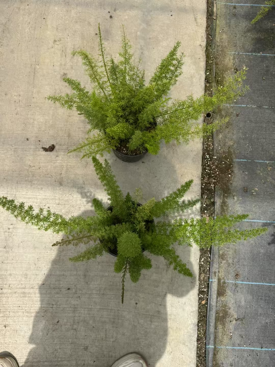 狐尾天门冬是百合科天门冬属的多年生常绿半蔓性草本植物,原产于非洲