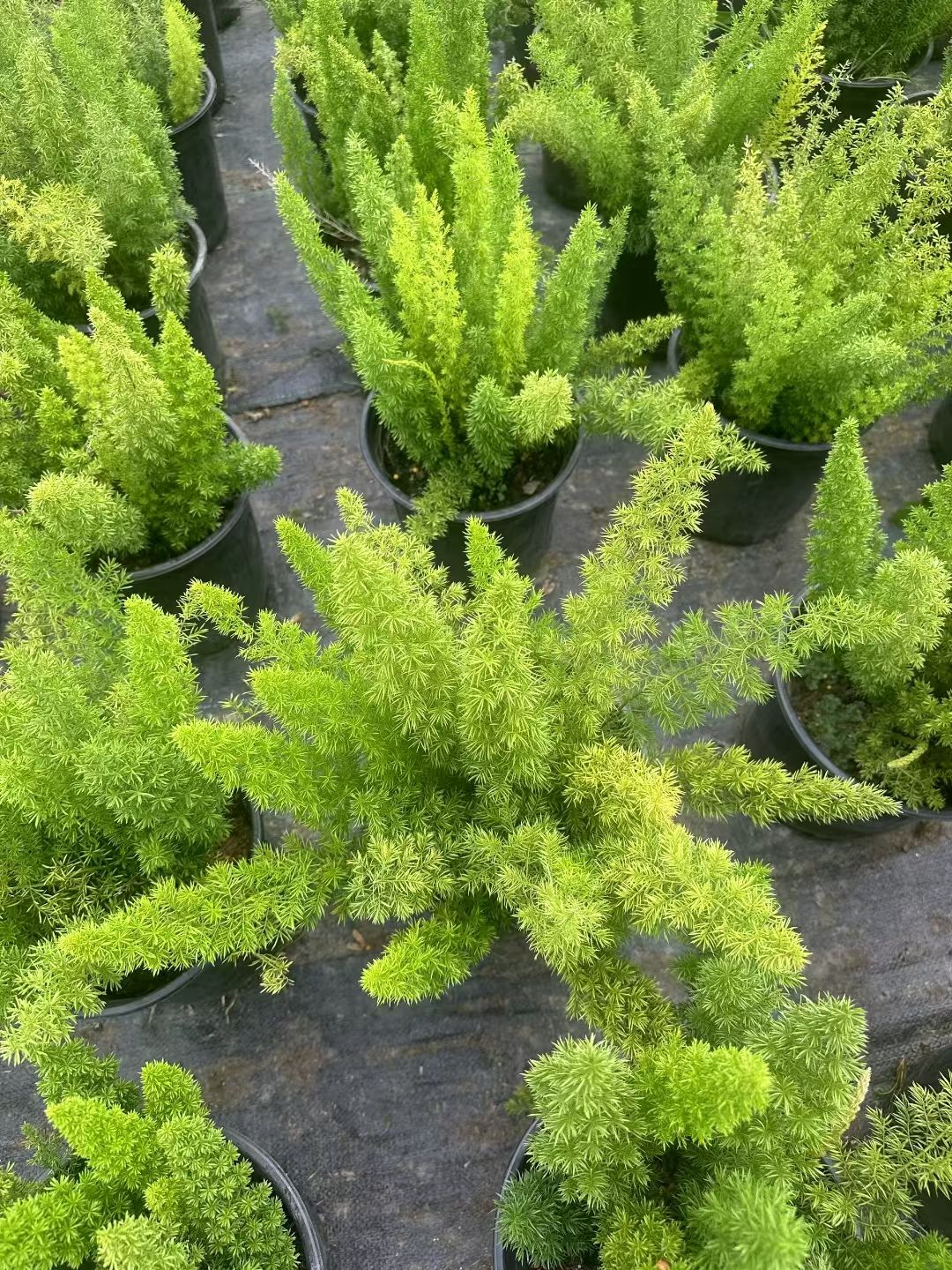 狐尾天门冬,学名asparagus densiflorus myersii,为百合科天门冬属