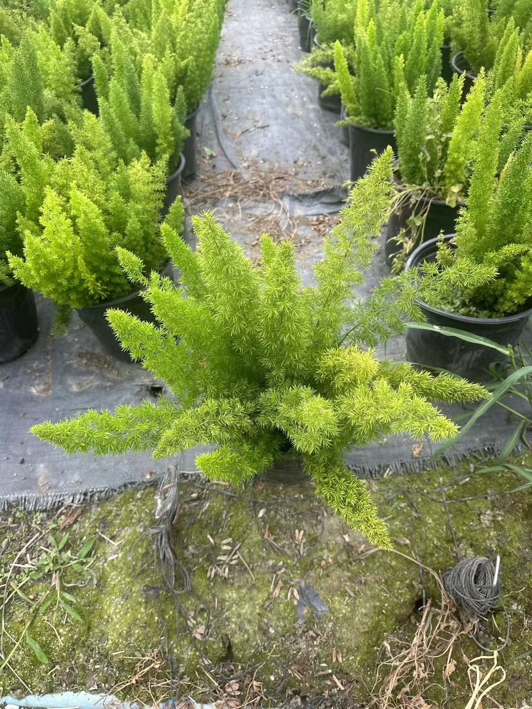 狐尾天门冬,学名asparagus densiflorus myersii,为百合科天门冬属