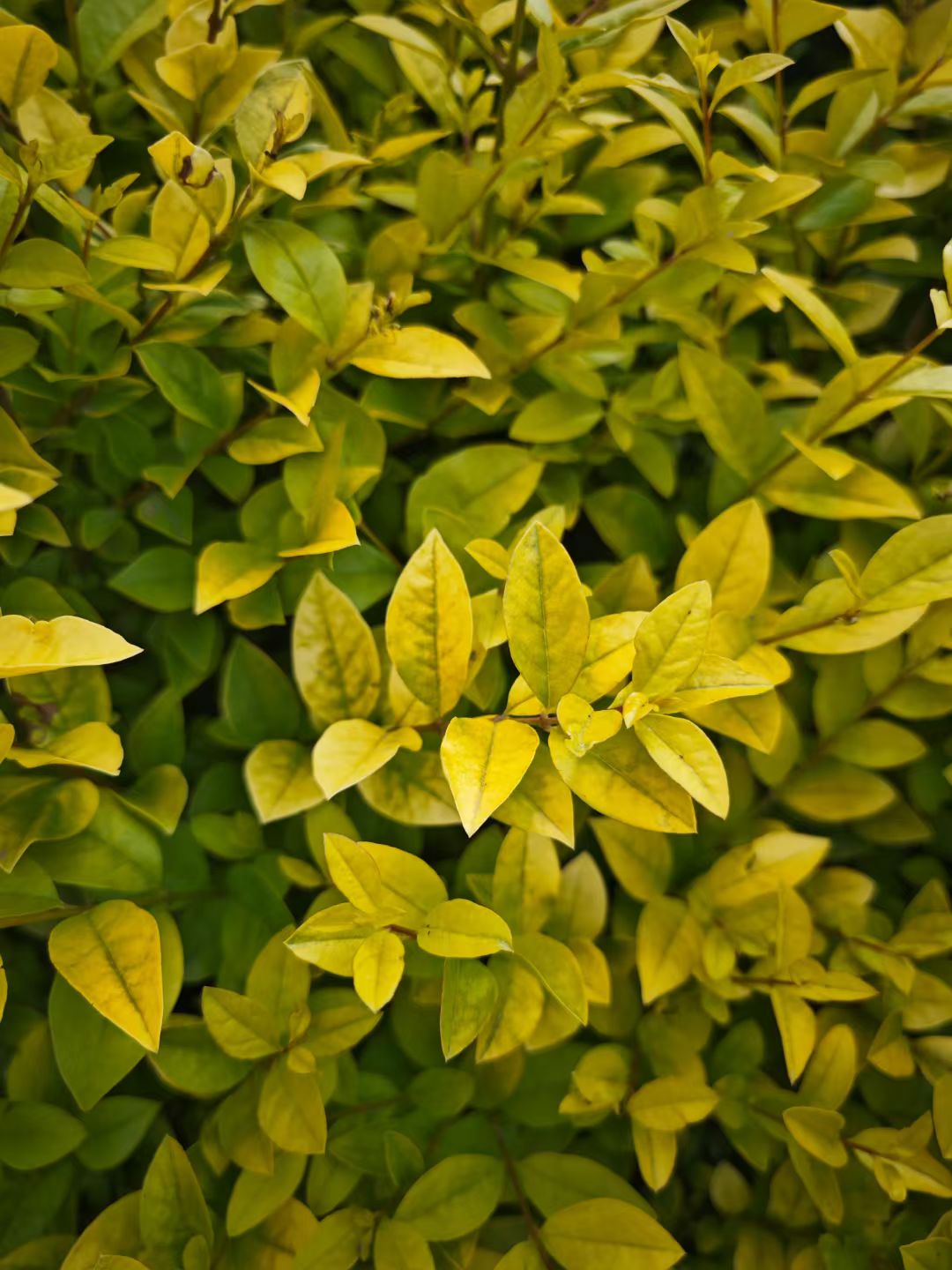 金叶女贞是木犀科女贞属半常绿小灌木,由金边女贞与欧洲女贞杂交而成