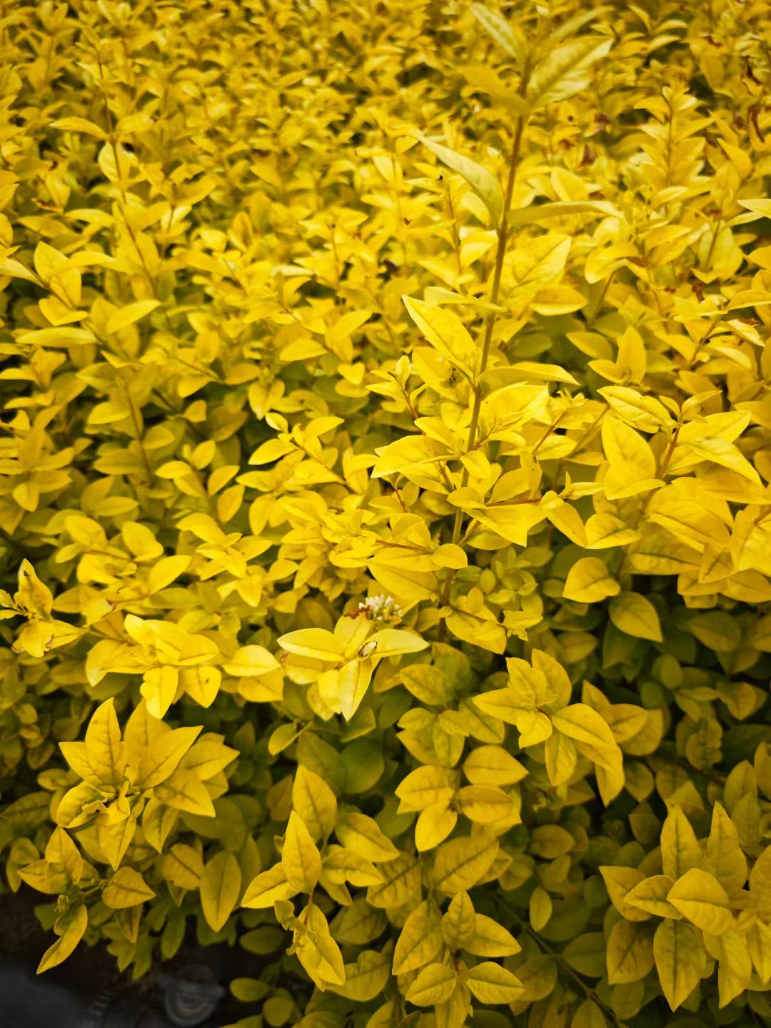 金叶女贞是木犀科女贞属半常绿小灌木,由金边女贞与欧洲女贞杂交而成