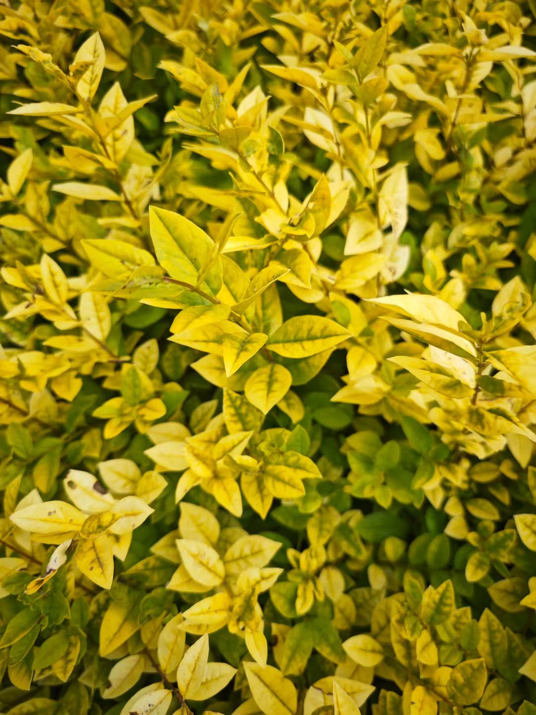 金叶女贞是木犀科女贞属半常绿小灌木,由金边女贞与欧洲女贞杂交而成