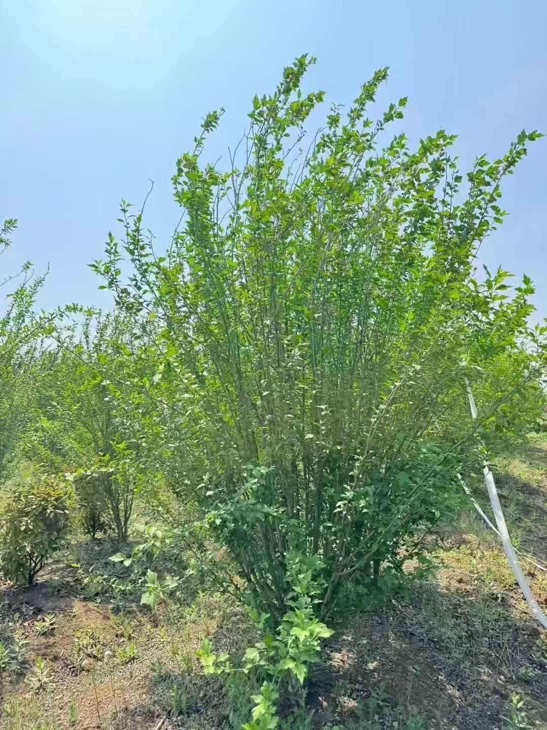 丛生木槿是锦葵科木槿属的落叶灌木植株高3