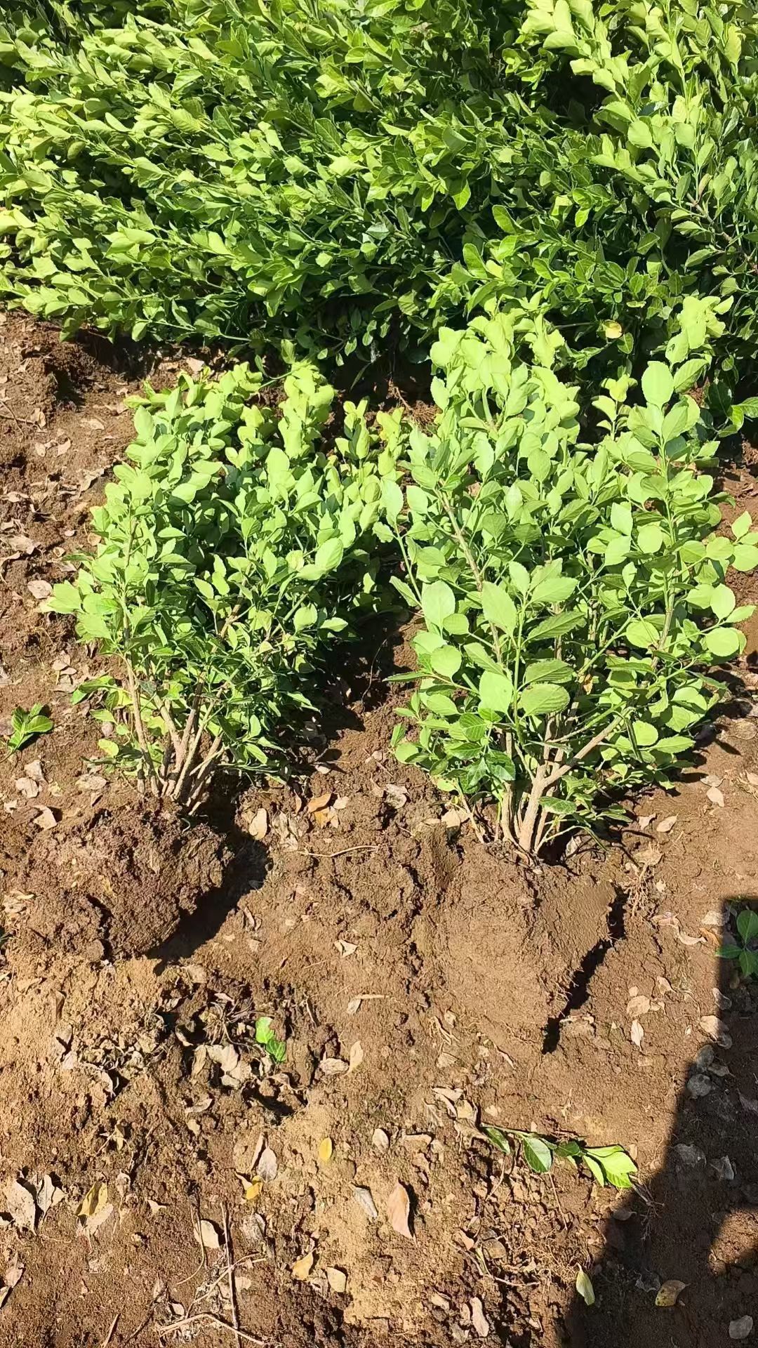 花期5-6月,果期7-卫矛篱