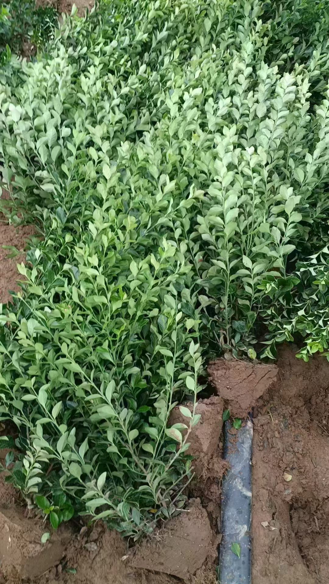 卫矛是卫矛科卫矛属落叶灌木,高1