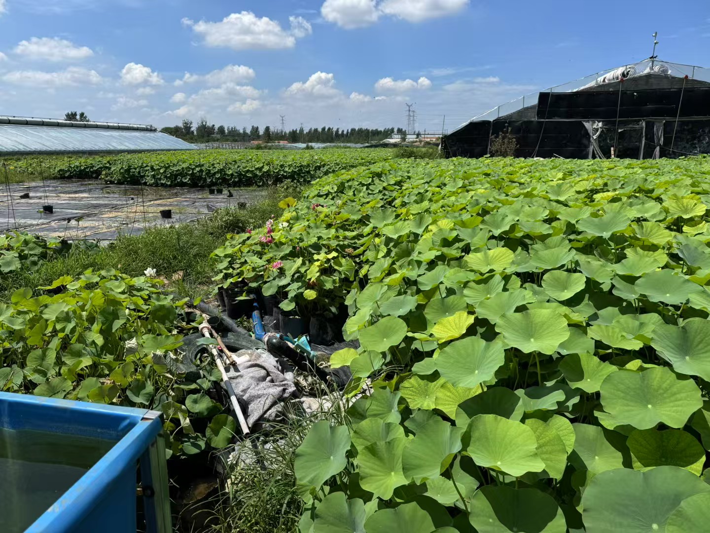 荷花,又称莲花,是莲科莲属多年生水生草本植物