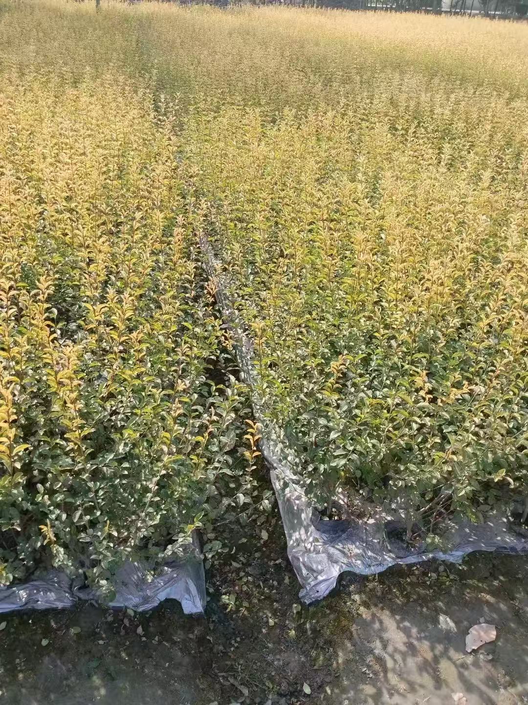 金禾女贞,别名包括柠檬女贞,常绿或半常绿灌木或小乔木