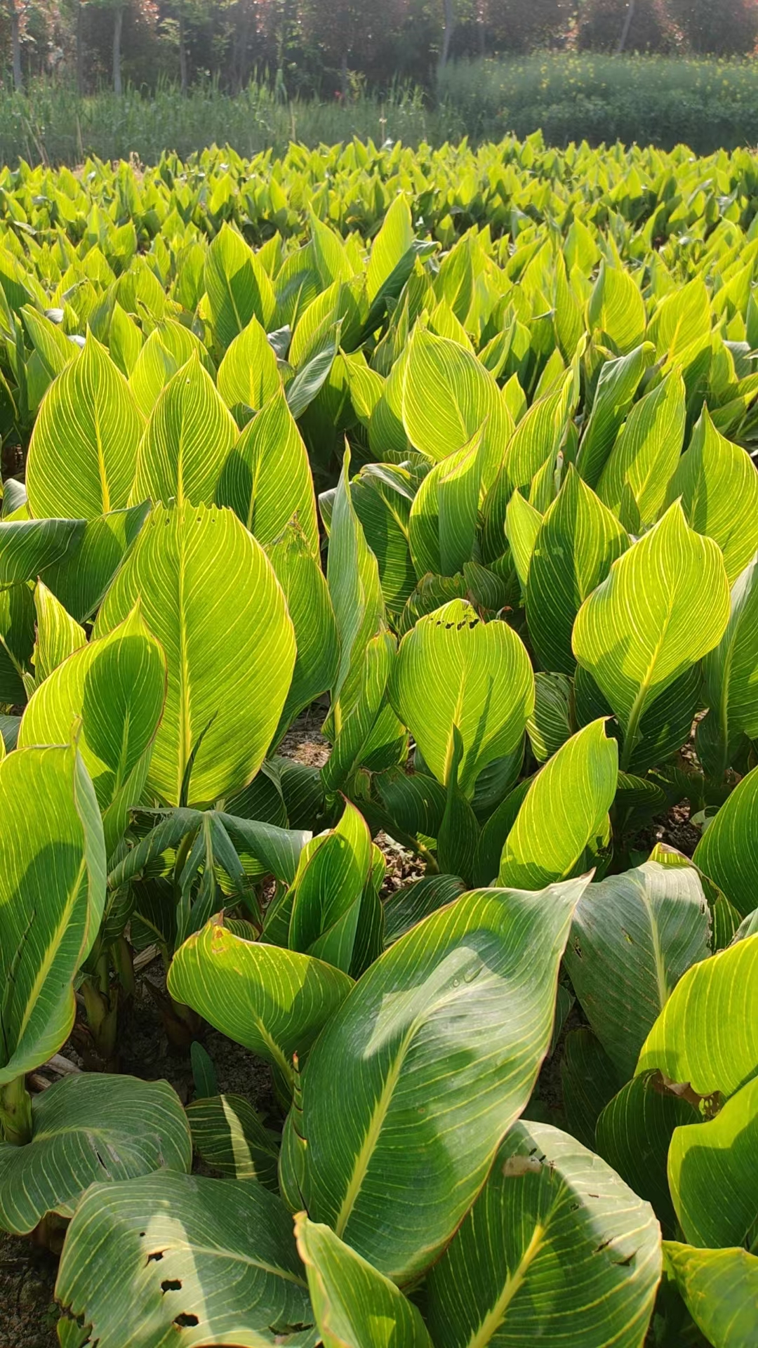 叶子,能开各种颜色的花的是什么绿植金黄色绿色颜色的图片美人蕉的
