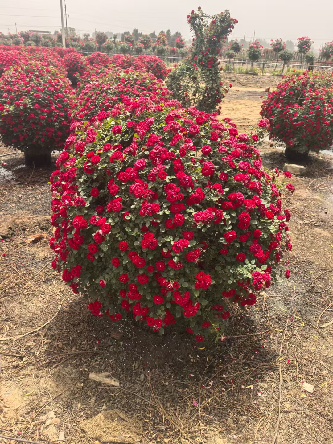 月季球可以孤植作为庭院,公园中的焦点景观,也可以对称对植于道路两旁