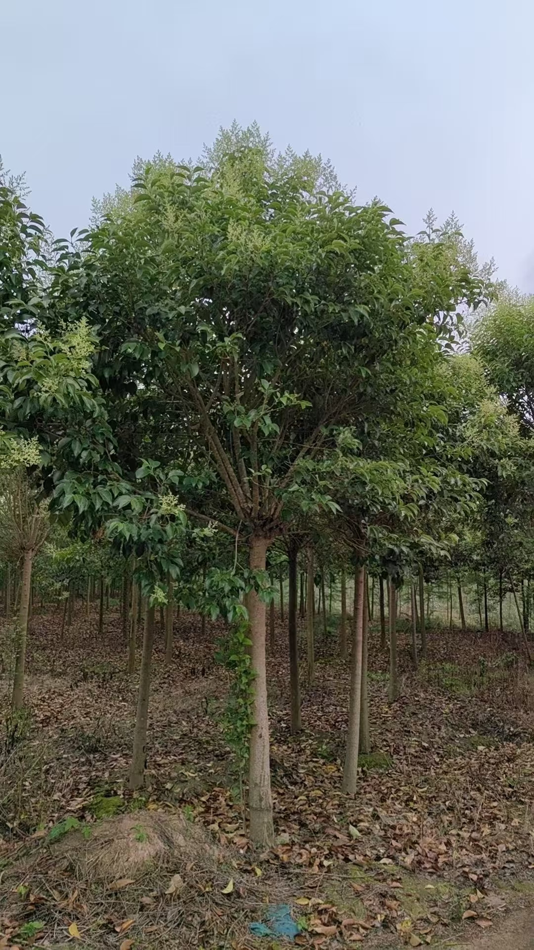 大叶女贞作为常见的常绿阔叶乔木,以其四季常青的姿态,端庄的树形及