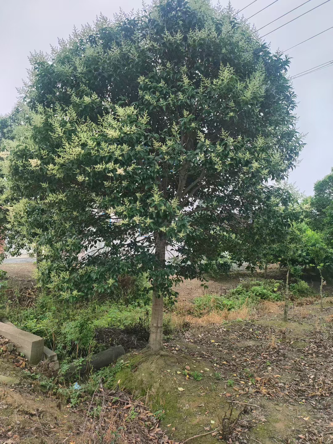 大叶女贞作为常见的常绿阔叶乔木,以其四季常青的姿态,端庄的树形及