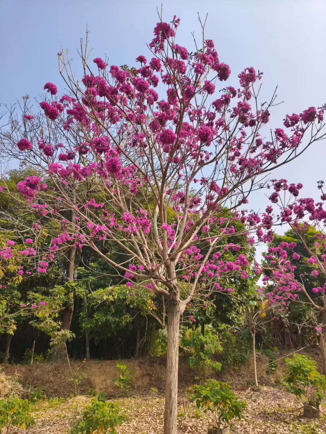 繁花满枝夏季枝繁叶茂秋季叶色泛黄冬季落叶疏枝四季景致各不相同