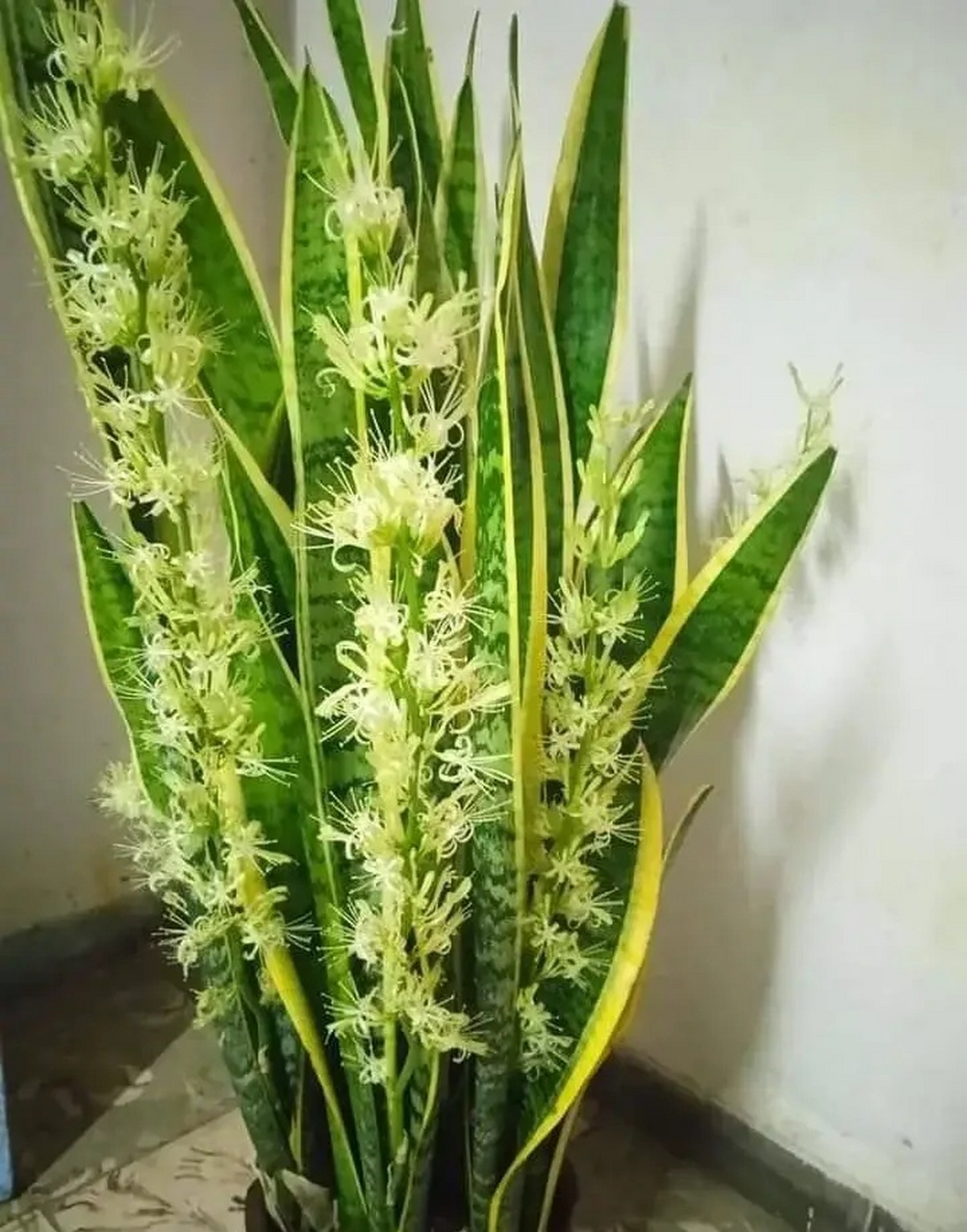 什么花吸收甲醛最快效果最好