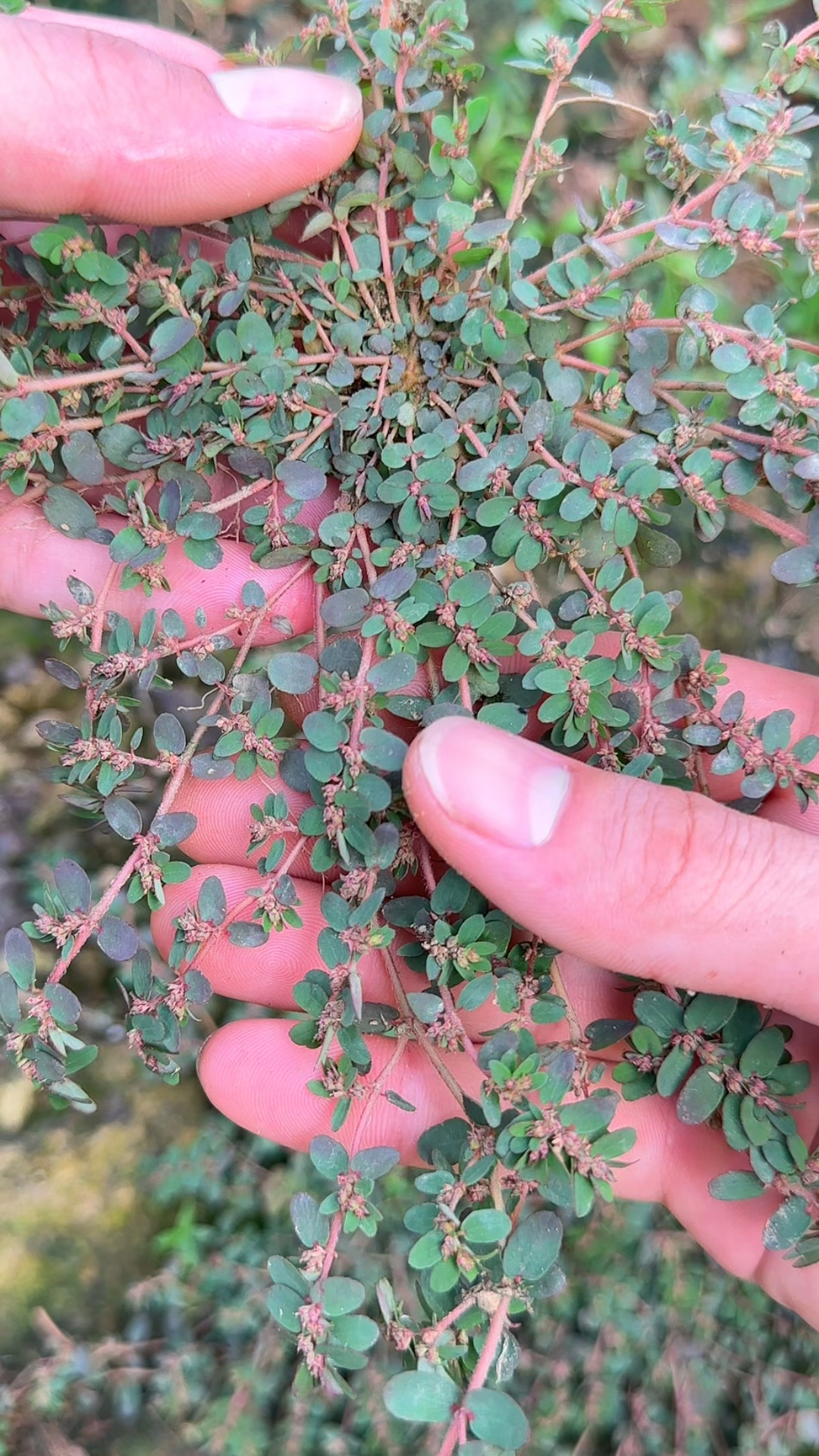 地锦草又叫奶浆草,折断它的茎杆会流出奶白色的汁液