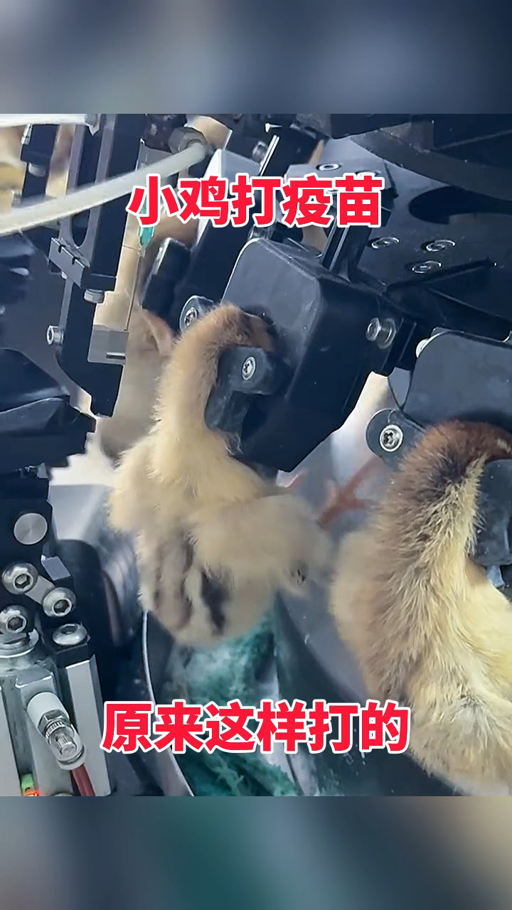 小鸡打疫苗,原来这样打的!