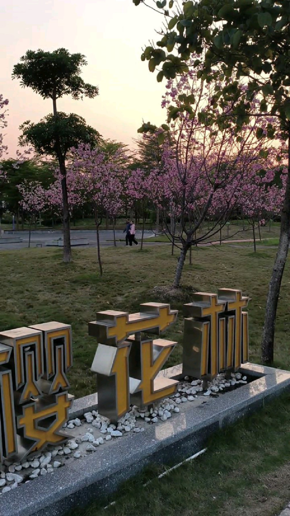 实拍广东肇庆新区金融樱花林,春暖花开的季节