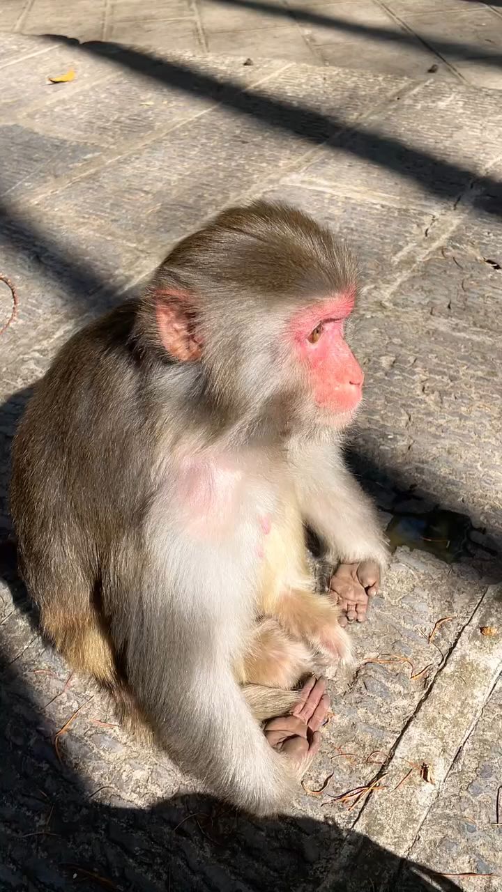 看到猴子的掌心跟人一样