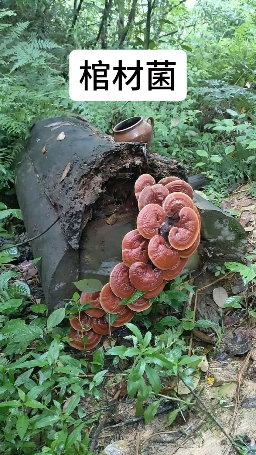 山里发现的灵芝,这是不是传说中的棺材菌呢?