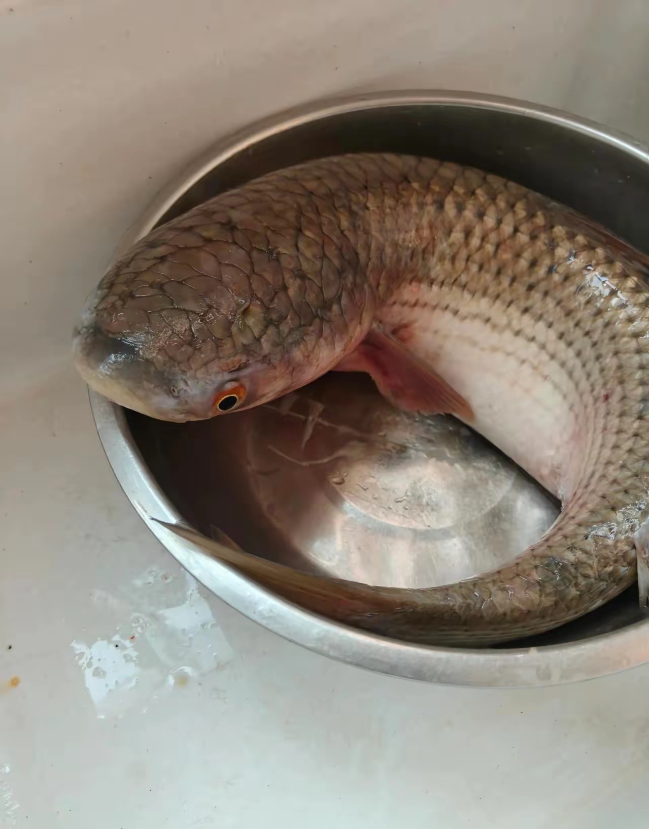 剖开肠胃容量极大,应该是吃草,鱼籽嫩粉色,占一盘. 请问这