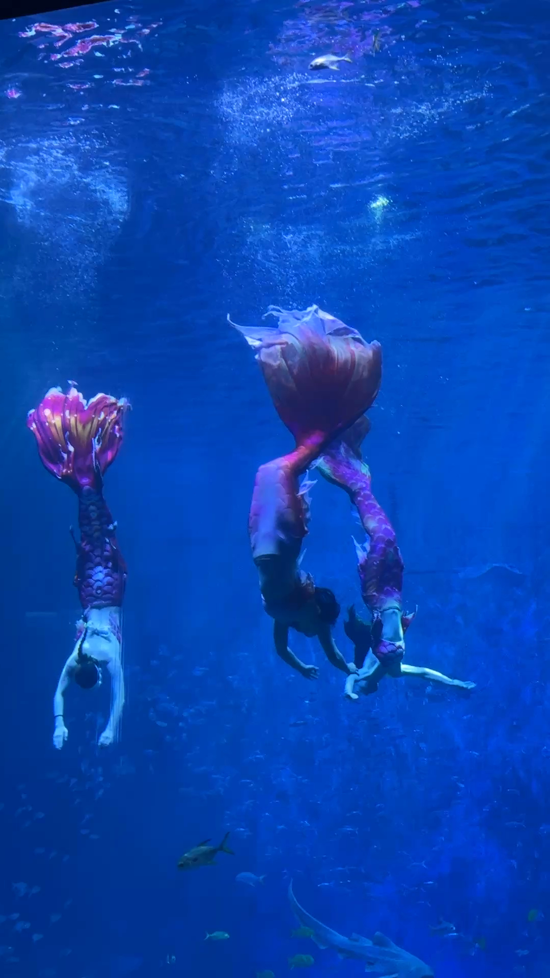 长沙湘江公园美人鱼表演