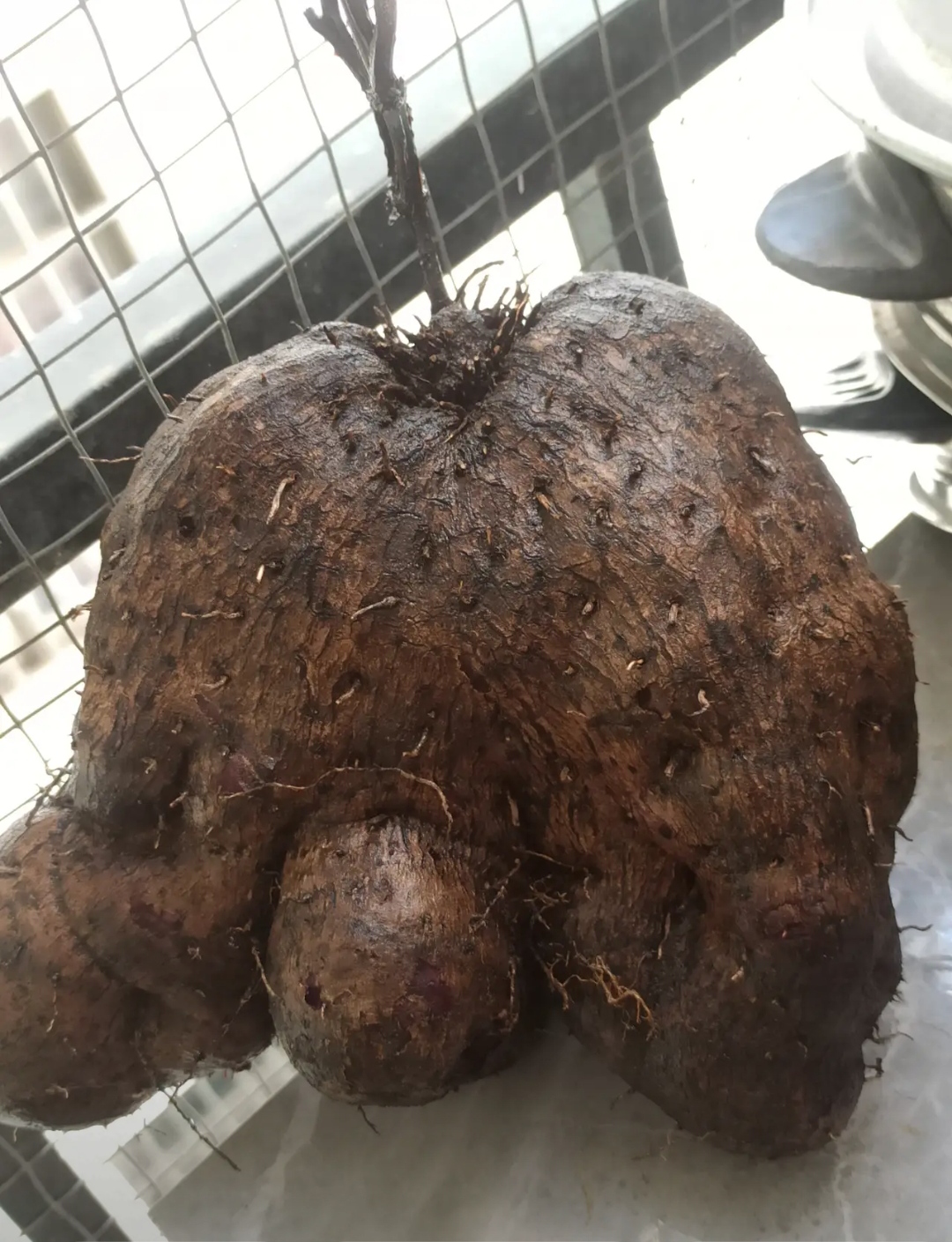 不知道这个东西的学名叫什么我们本地人叫它大薯有红肉的和白肉