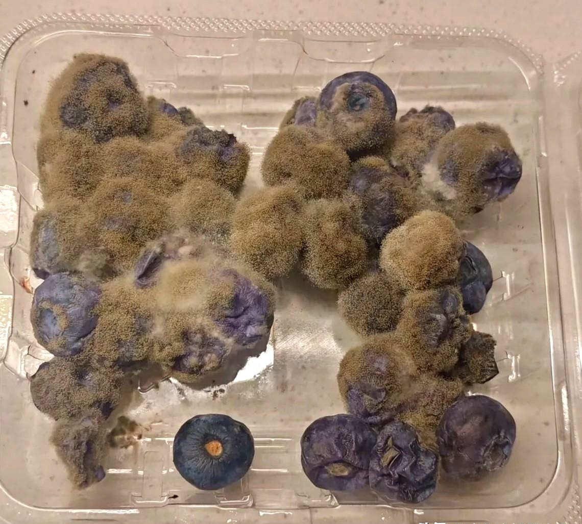 同事家闺女花10块钱买的蓝莓发霉了,没想到她转手卖了50块,这操作打破