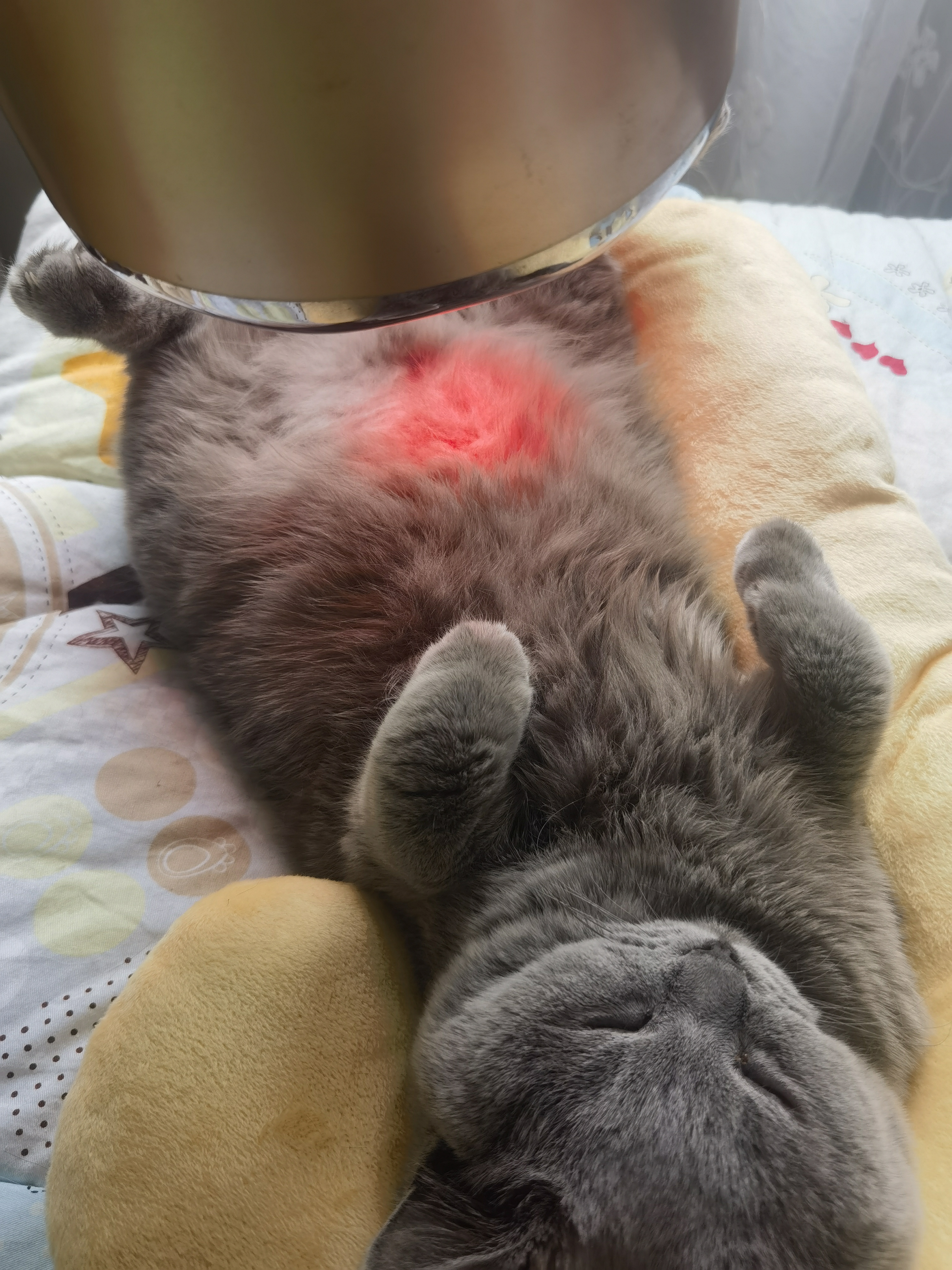 艾草香里的盹儿猫儿 暖烘烘的小肚皮贴在