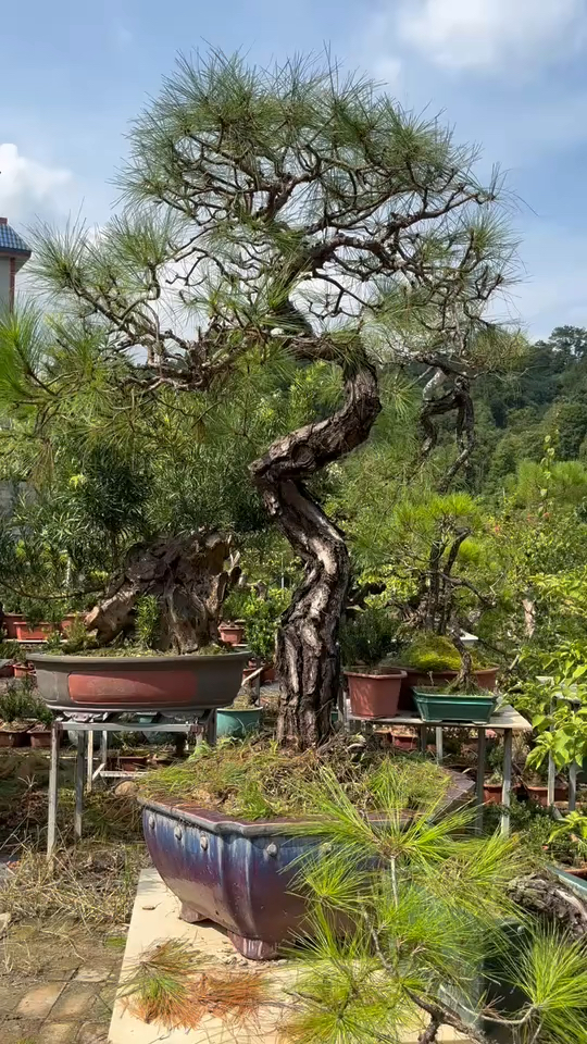 山松盆景作品欣赏