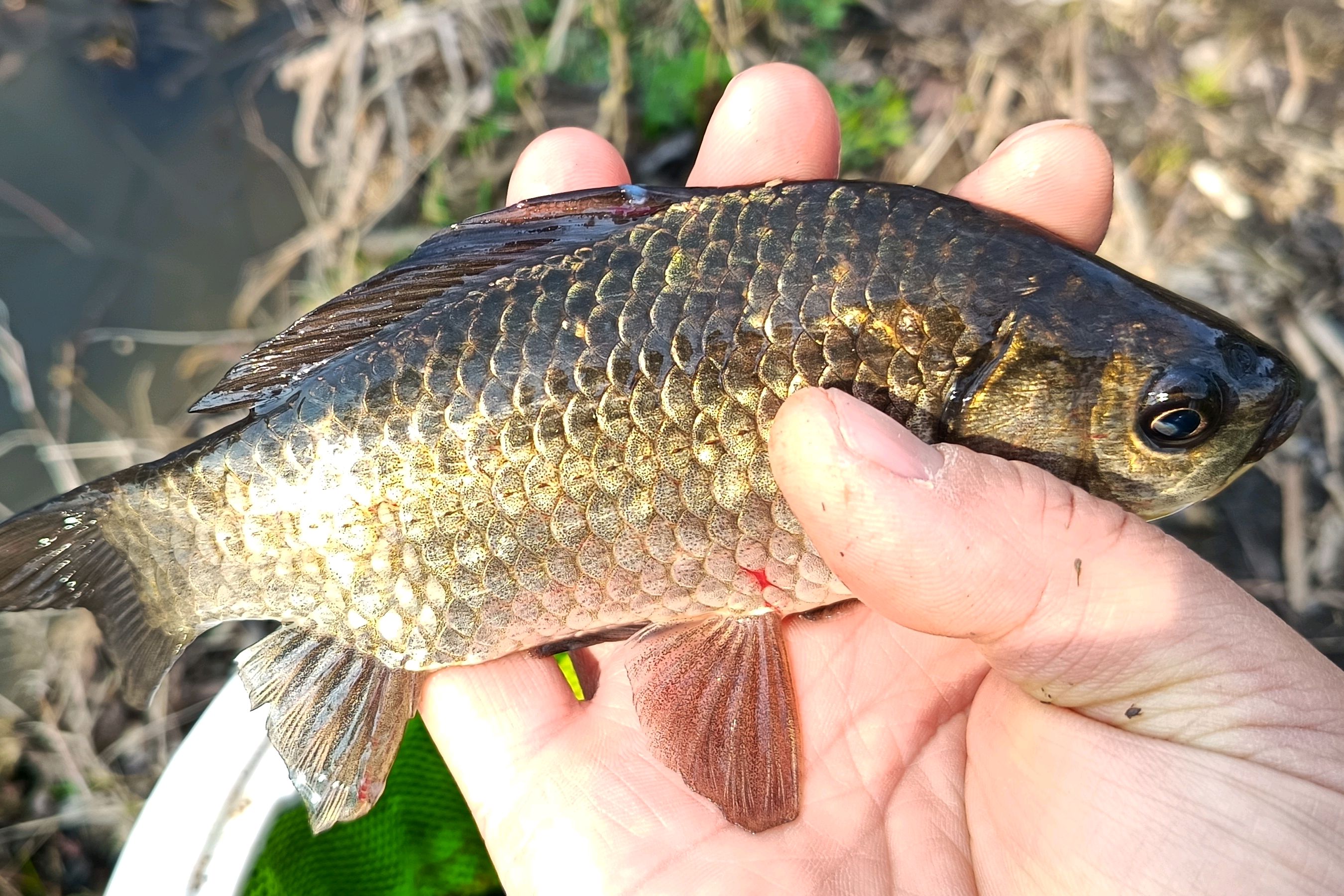新手也能秒懂的野生鲫鱼辨认术