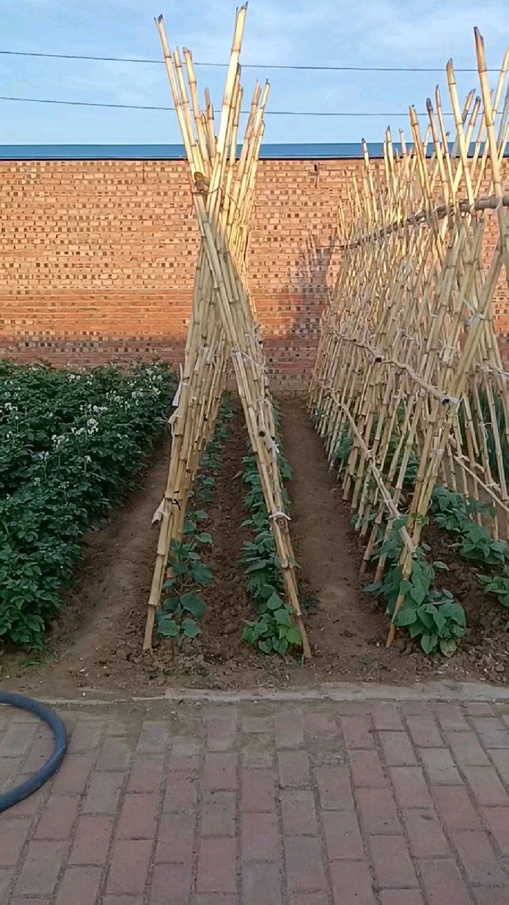 看看这黄瓜豆角架整齐不?