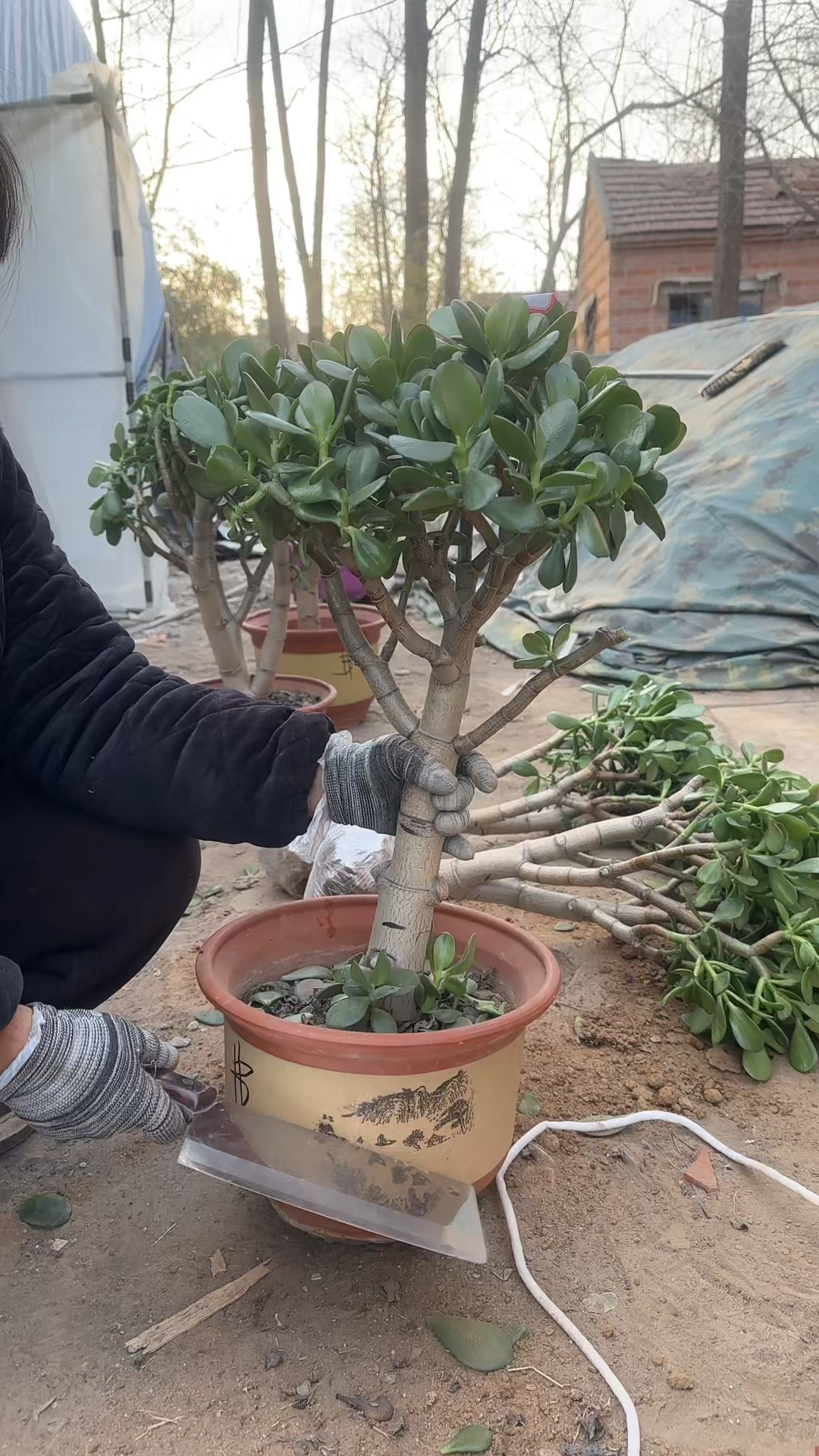 大盆老桩黄金花月