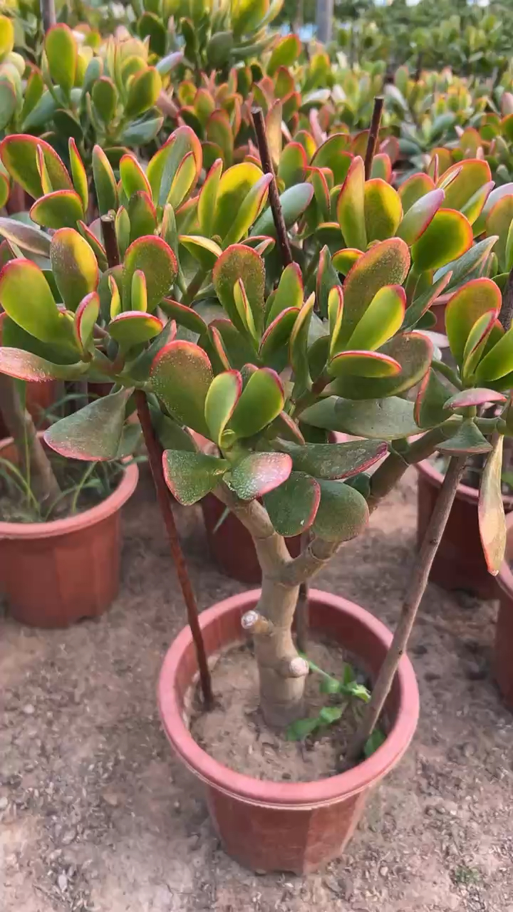 独杆老桩黄金花月基地