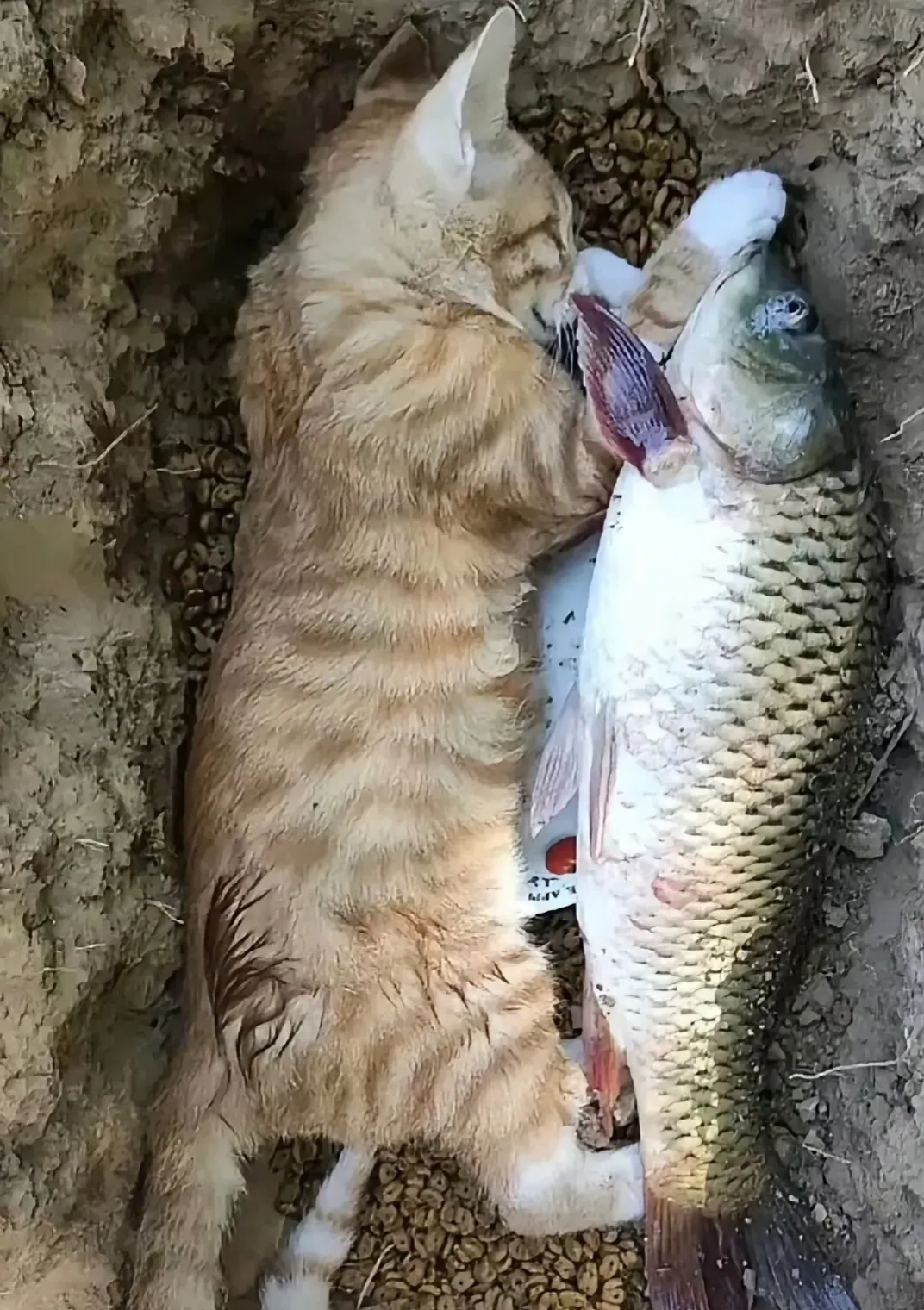 猫咪去世后需要超度吗-普通人可以给狗狗超度吗 猫咪去世后需要超度吗-普通人可以给狗狗超度吗