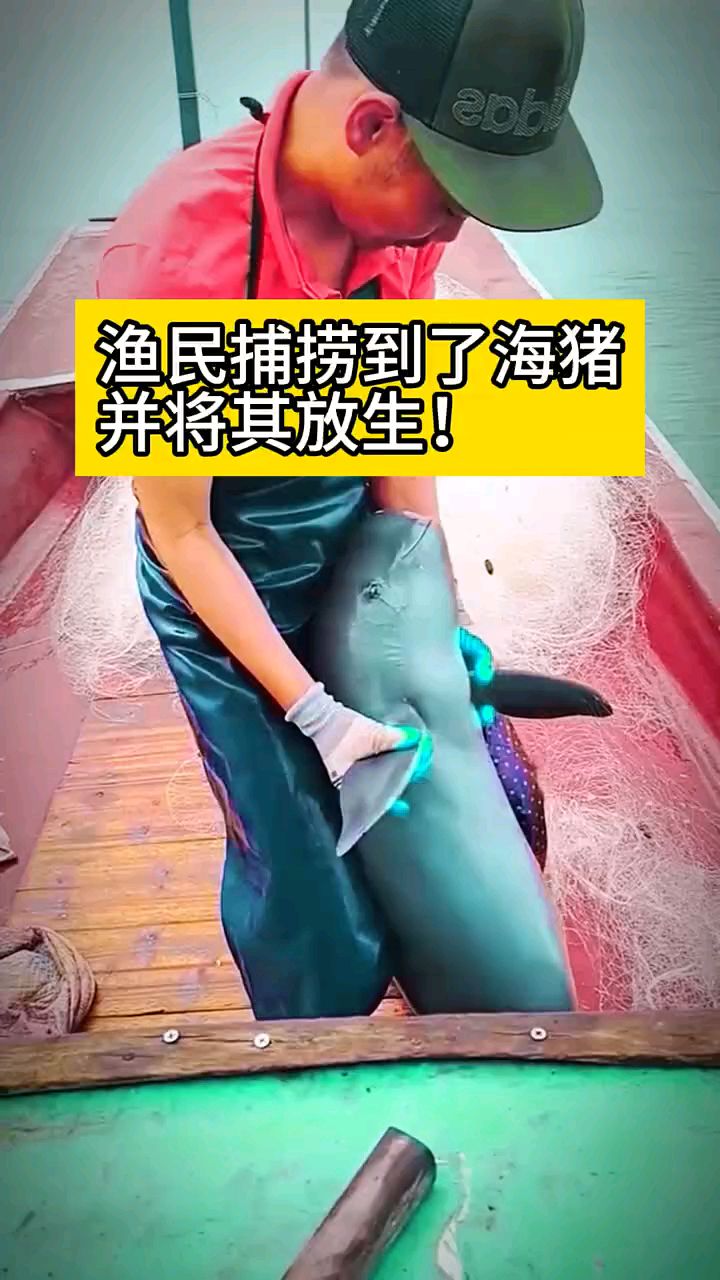 渔民捕捞到了海猪并将其放生!#动物世界#海猪#动物救援