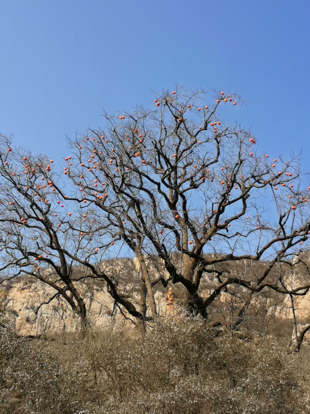 冬季柿景圖