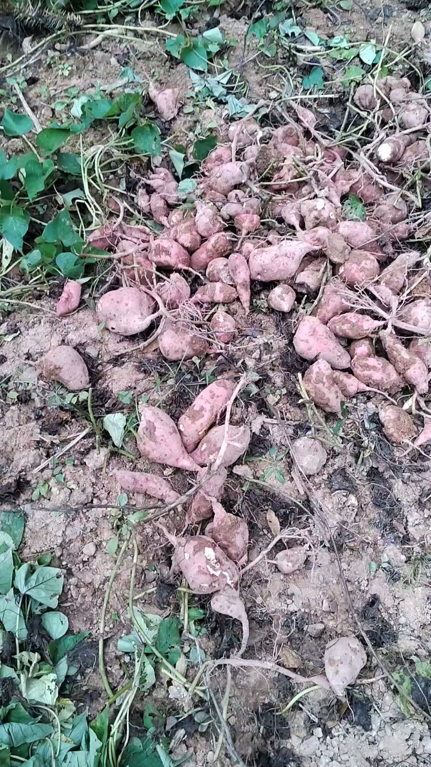 这就是野生红薯,吃起来很香