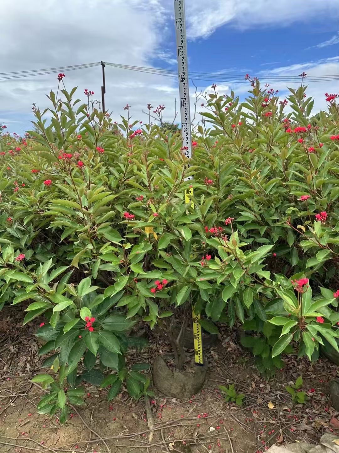 景观应用:琴叶珊瑚株型自然,优雅美丽,叶形别致,花如樱花般灿烂美丽