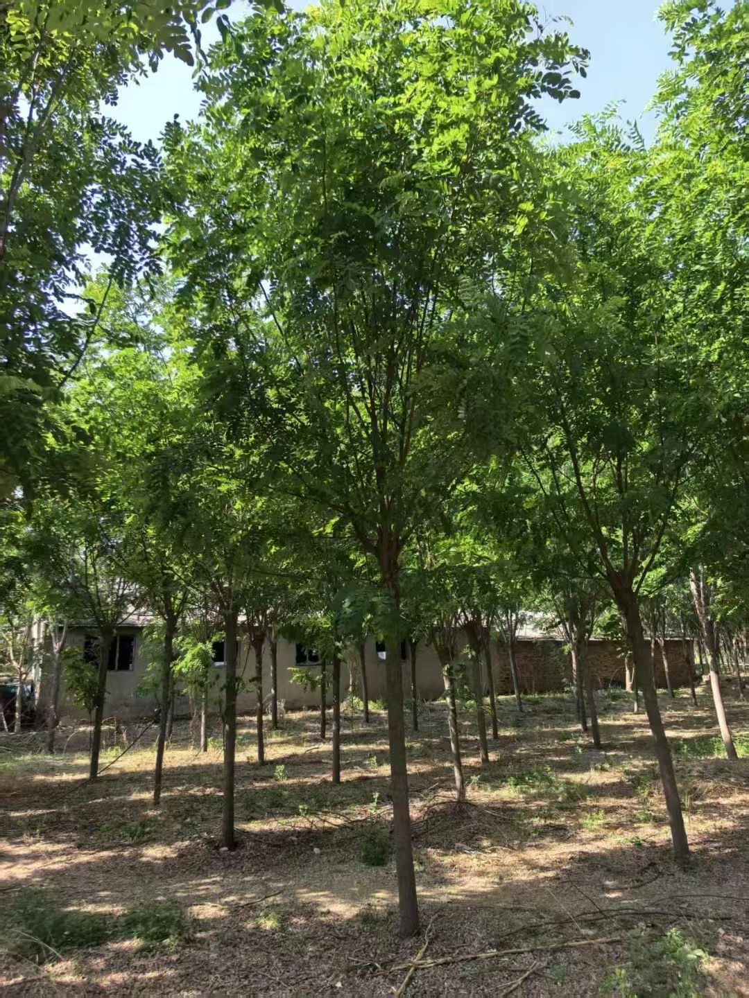 香花槐自然生长树冠开张,树形优美,勿需修剪