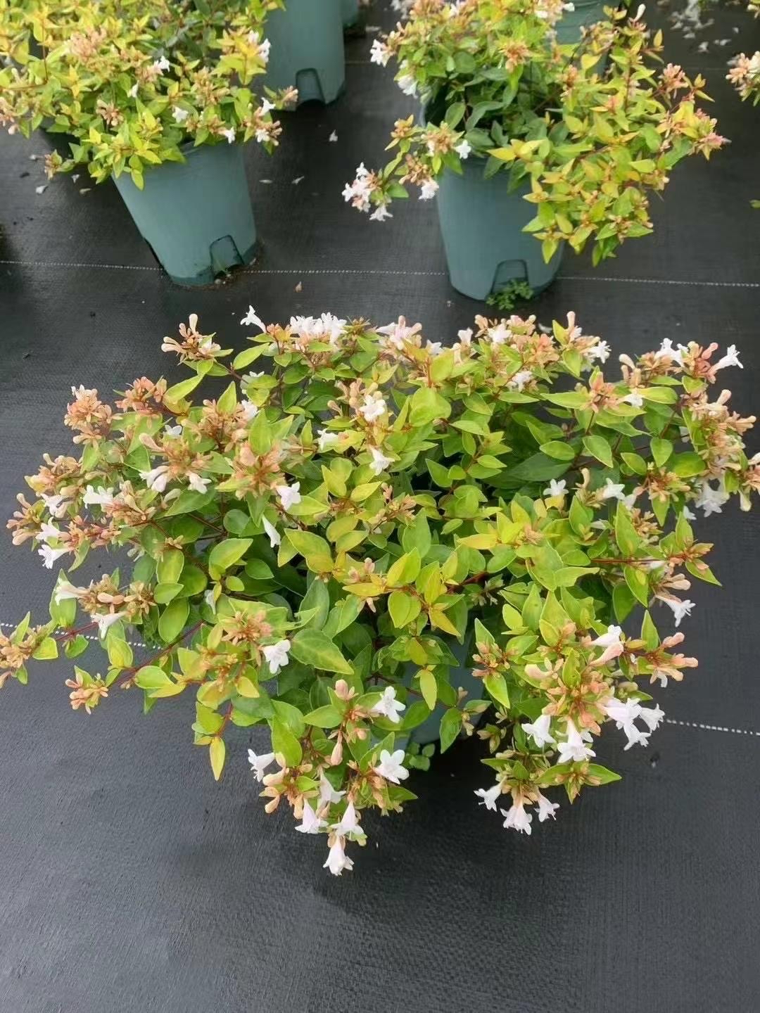 叶片卵形至卵状椭圆形,长2