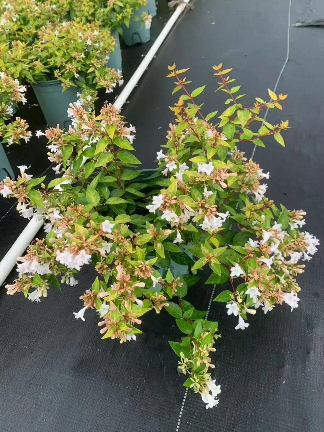 叶色随季节变化:春季金黄色而略带绿心,夏季为淡绿色,秋季霜后转为橙