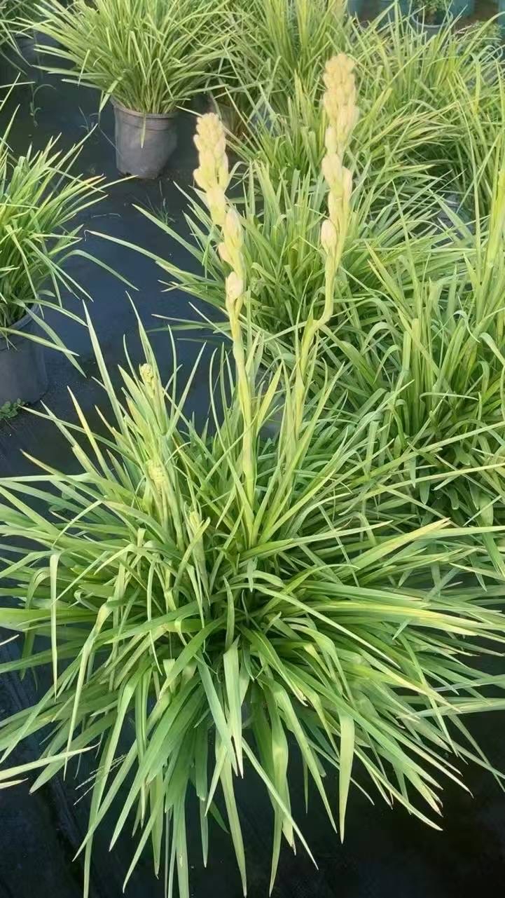 晚香玉是庭院花坛,花境的重要球根花卉,亦适宜成片栽植,草坪或花灌木