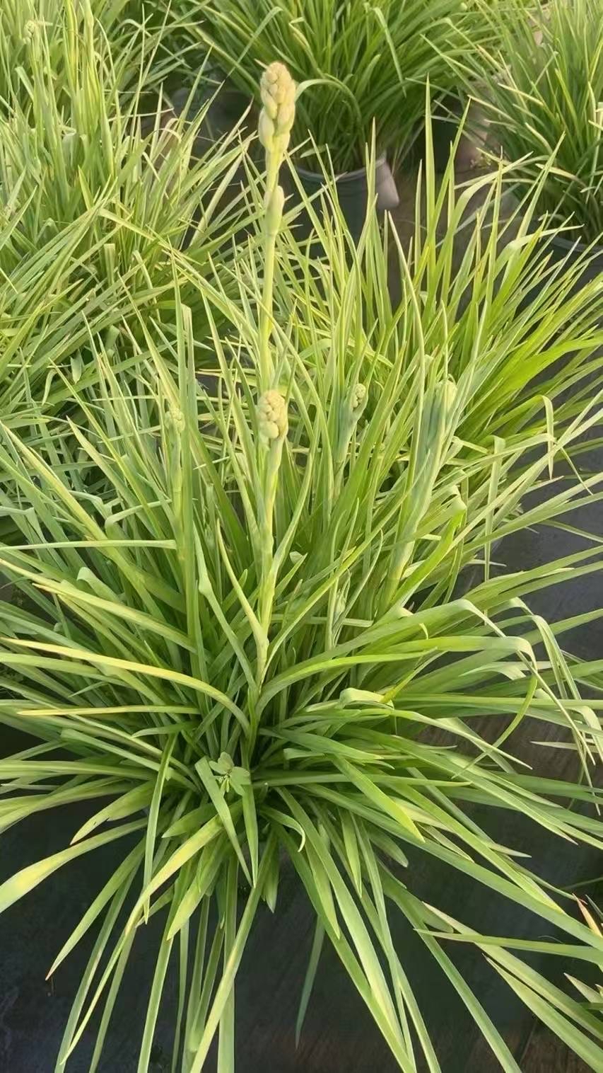 晚香玉是庭院花坛,花境的重要球根花卉,亦适宜成片栽植,草坪或花灌木